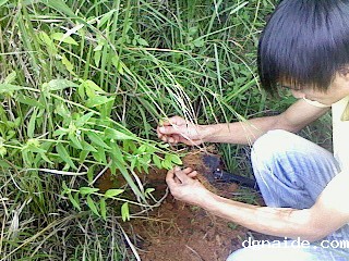 采药现场